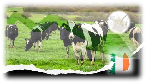 Irlande : Le prix du lait a baissé de 26% en 2023 et le prix du bétail augmenté de 3% | Lait de Normandie... et d'ailleurs | Scoop.it