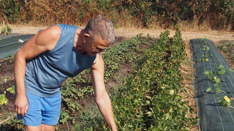 Aux Jardins de Bellenoue, au Poir&eacute;-sur-Vie, ce mara&icirc;cher s&rsquo;adapte face aux fortes chaleurs - Ouest France [Abonn&eacute;s] | Agriculture en Pays de la Loire | Scoop.it