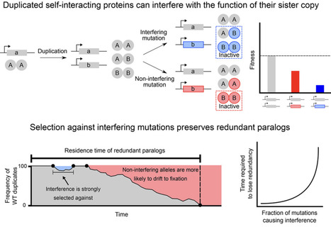 Paralog interference contributes to the preservation of genetic redundancy | curB | RMH | Scoop.it