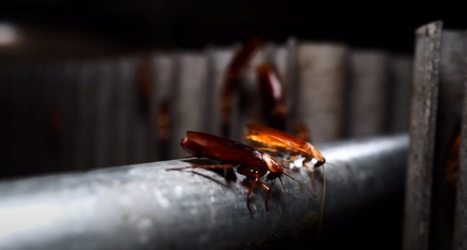 "La ferme au milliard de cafards", surveillée par des patrouilles de poissons-gardiens | EntomoNews | Scoop.it