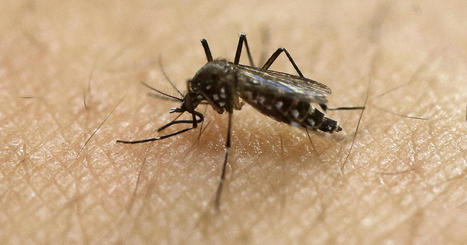 First diagnostic test for Zika virus gets FDA's OK to market&nbsp; | Virus World | Scoop.it