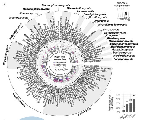 The impact of long-read sequencing on fungal genome assemblies: progress and disparity | brvsys | RMH | Scoop.it