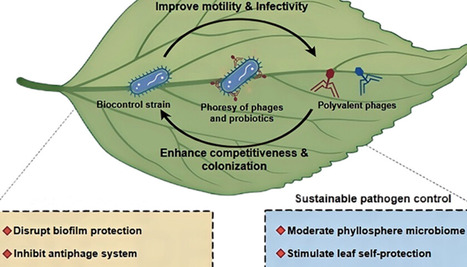 Enhanced Phytopathogen Biofilm Control in the Soybean Phyllosphere by the Phoresy of Bacteriophages Hitchhiking on Biocontrol Bacteria | acs | RMH | Scoop.it