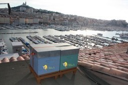 Les abeilles débarquent à Marseille ! | Economie Responsable et Consommation Collaborative | Scoop.it