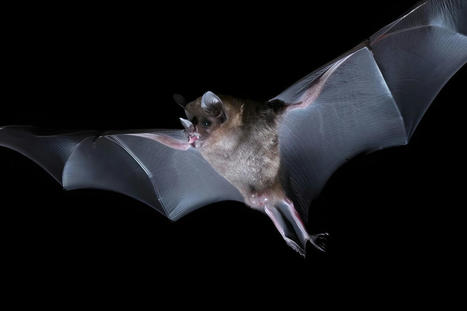 Neurobiology: Examining how bats distinguish different sounds | Chiroptères | Scoop.it