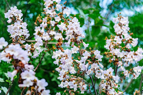 Paulownia : arbre "miracle" de la lutte contre la crise climatique ou arnaque ? | Biodiversit&eacute; - @ZEHUB on Twitter | Scoop.it