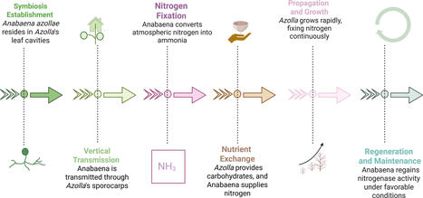 Role of Azolla in sustainable agriculture and climate resilience: a comprehensive review | Plant-Microbe Symbiosis | Scoop.it