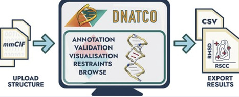 DNATCO v5.0: integrated web platform for 3D nucleic acid structure analysis | nar | RMH | Scoop.it