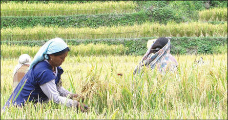 NAGALAND, INDIA: Focus on large scale rice production - The Morung Express | SRI Global News: Nov. 2024 - Jan. 2025  *SRI-Rice  --     System of Rice Intensification | Scoop.it