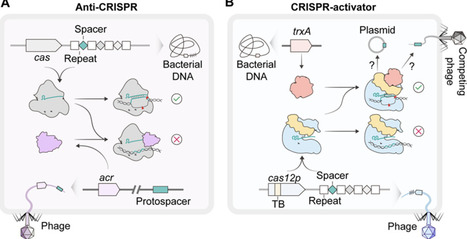 Bacterial Cofactors for CRISPR Activation | acs | RMH | Scoop.it