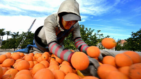 FOOD: Disease, drought and fruit-switching: Orange juice industry in crisis | FRUITS ET LÉGUMES | Scoop.it