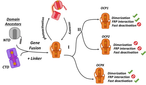 D&eacute;terminants mol&eacute;culaires et &eacute;volution de la prot&eacute;ine photoactive OCP, un nouveau photoswitch biologique | Life Sciences Universit&eacute; Paris-Saclay | Scoop.it