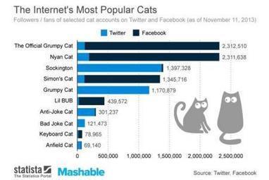 Qui est le chat préféré des internautes? Une étude sérieuse y répond (vidéos) | Mais n'importe quoi ! | Scoop.it