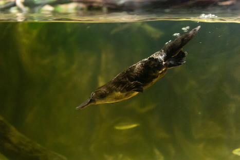 Platypuses sweat milk, use electricity to see underwater, and are composed 100% of wtf / | Strange days indeed... | Scoop.it