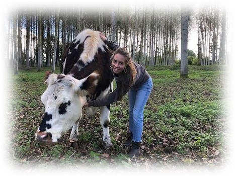 Qu’est-ce que le « cowching », ces séances de développement personnel en compagnie de vaches ? | Lait de Normandie... et d'ailleurs | Scoop.it