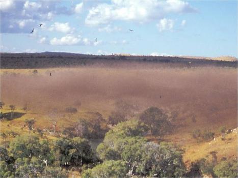 Infestation majeure de criquets &agrave; Madagascar | EntomoNews | Scoop.it