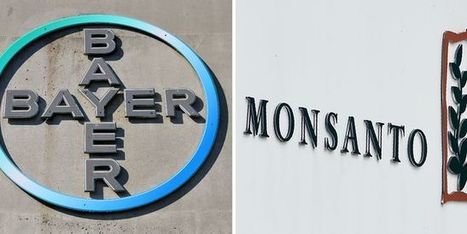 Bayer rachète le géant des semences OGM Monsanto pour 59 milliards d’euros | Lait de Normandie... et d'ailleurs | Scoop.it