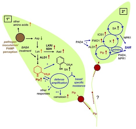 Plant Cell: Pipecolic Acid, an Endogenous Mediator of Defense Amplification and Priming, Is a Critical Regulator of Inducible Plant Immunity (2012) | Plants and Microbes | Scoop.it