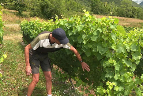 Orages : filets, ballons anti-grêle... Comment les viticulteurs savoyards s'arment face aux aléas climatiques. | JamesO | Scoop.it
