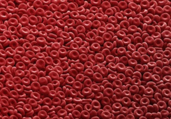 Japanese Scientists Created Universal Artificial Blood | Interventional Cardiology | Scoop.it