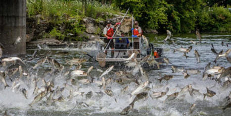 Carp-ocalypse now - RawStory.com | Operation Deimos | Scoop.it