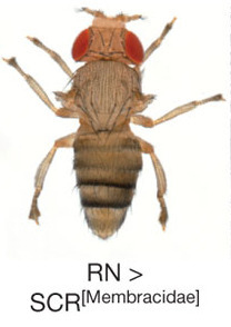 45 - Revenons-en &agrave; nos membracides... | EntomoScience | Scoop.it