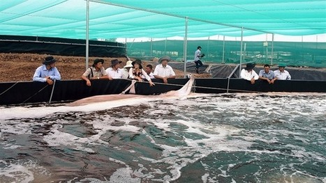 Ki&ecirc;n Giang to shift rice fields to aquaculture - Society - Vietnam News | Politics, Business, Economy, Society, Life, Sports - VietNam News | ASIES | Scoop.it