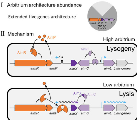 Arbitrium systems control lysis/lysogeny through the regulation of small antirepressor proteins | brvm | RMH | Scoop.it