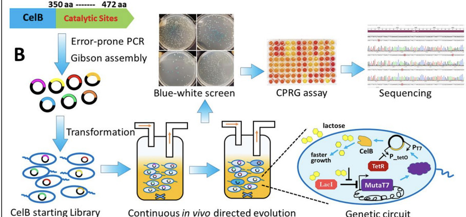 Growth-coupled continuous directed evolution by...