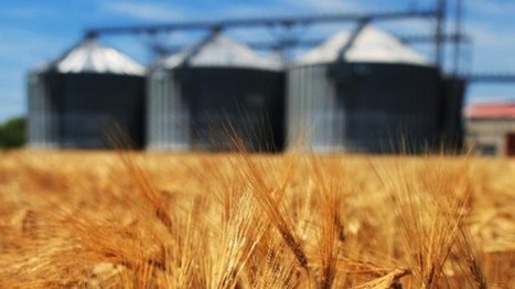 Grana to open Russian cereal mill in Altai region | CONFLIT RUSSO-UKRAINIEN | Scoop.it