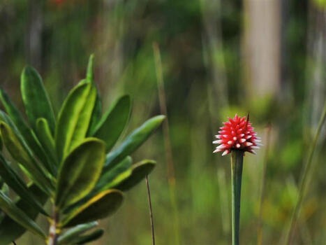 Colombia to host Desertification and Drought Day 2025 | Ecosystèmes Tropicaux | Scoop.it