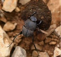 Sous presse : Le prochain Insectes n° 184 – 1er trimestre 2017 | Variétés entomologiques | Scoop.it