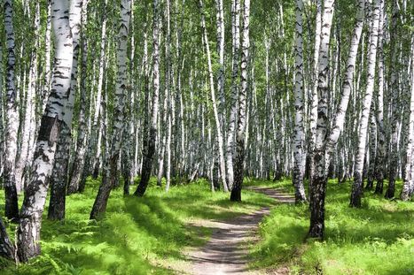 Tämän vuoksi metsä lievittää stressiä | 1Uutiset - Lukemisen tähden | Scoop.it