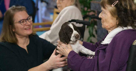 Yksitoista koiranpentua viilettää vanhusten luo – tältä näyttävät hellyttävät hetket Pentulivessä | Pentulive | Yle | 1Uutiset - Lukemisen tähden | Scoop.it