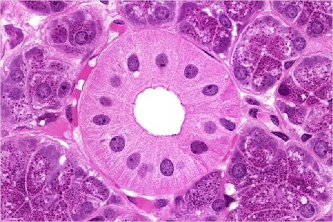 Histology Guide - A Virtual Histology Laboratory | Histology | Scoop.it