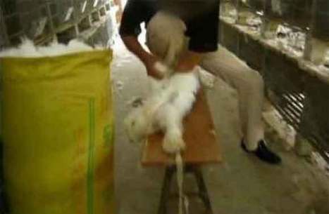 Vidéo choc de lapins écorchés vivants en Chine : H&M décide d’arrêter la production d’angora | Chine | Scoop.it