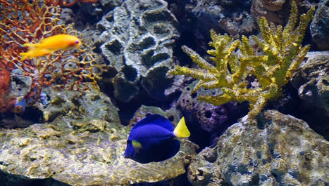 Plongée dans les profondeurs des océans | Biodiversité | Scoop.it