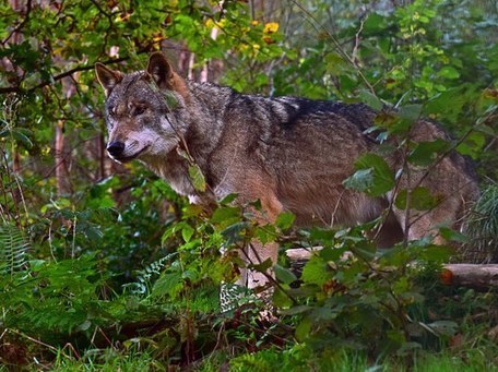 Les Alpes durables ont besoin de loups et de moutons — CIPRA (f) | Pastoralisme Ours Loups Lynx | Scoop.it