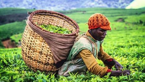 Burundi: défis majeurs pour les Etats généraux de l'agriculture | Questions de développement ... | Scoop.it