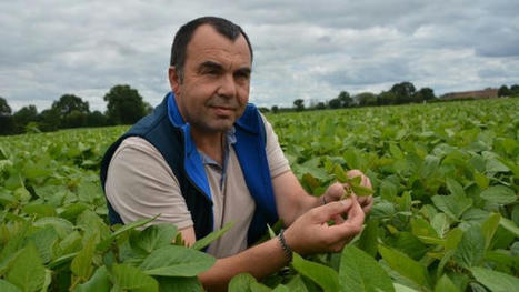 Reportage dans la Sarthe où des agriculteurs testent la culture du soja - Terre-net | Pour innover en agriculture | Scoop.it