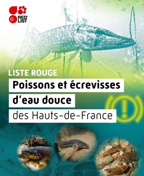 Liste rouge Poissons et &eacute;crevisses d&rsquo;eau douce des Hauts-de-France | Biodiversit&eacute; | Scoop.it