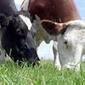 Les &eacute;leveurs manifesteront jeudi et vendredi devant les pr&eacute;fectures - ouest-france.fr | Agriculture en Pays de la Loire | Scoop.it