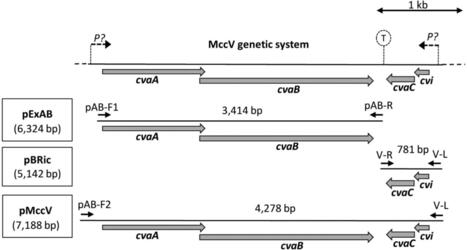 Secretion of the human parathyroid hormone thro...