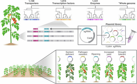 Construction of multi-targeted CRISPR libraries in tomato to overcome functional redundancy at genome-scale level | Ncm | RMH | Scoop.it
