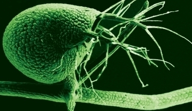 Carnivorous plant throws out ‘junk’ DNA - News Center | Science News | Scoop.it