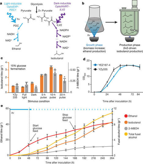 Optogenetic regulation of engineered cellular metabolism for microbial chemical production | RMH | Scoop.it