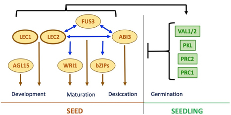 Recent progress in molecular genetics and omics-driven research in seed biology | Plant and Seed Biology | Scoop.it