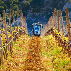 L'entretien du sol en viticulture biologique - Union europ&eacute;enne | Pour innover en agriculture | Scoop.it