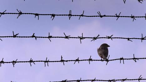 Faut-il s'inquiéter de la disparition des moineaux en ville ? | Les oiseaux au gré du vent | Scoop.it