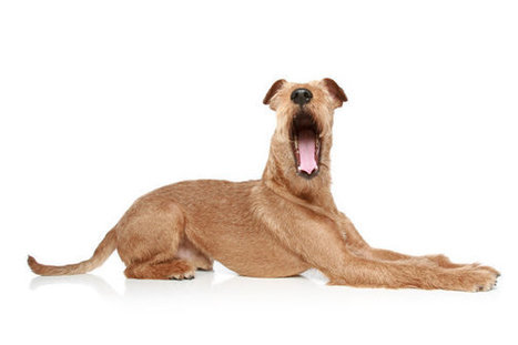 Really? Yawning Is Contagious Between Dogs and Their Owners: yawn is thought to signal empathy. | Empathy and Animals | Scoop.it